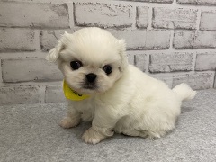 �y�L�j�[�Y