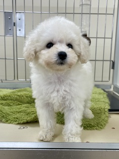 �g�C�v�[�h��