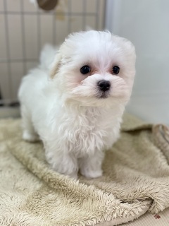 �~�b�N�X(�`�����~�}���`�[�Y)