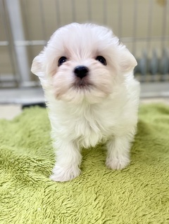 �~�b�N�X(�`�����~�}���`�[�Y)