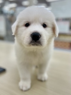 �O���[�g�E�s���j�[�Y