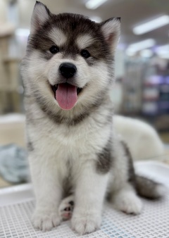 �A���X�J���E�}���~���[�g