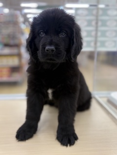 �j���[�t�@���h�����h