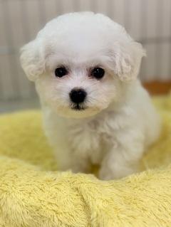 �r�V�����E�t���[�[