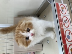 スコティッシュフォールド