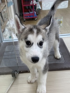 �V�x���A���E�n�X�L�[