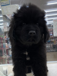 �j���[�t�@���h�����h