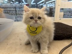 ���K�}�t�B��