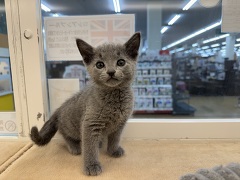 ���V�A���u���[