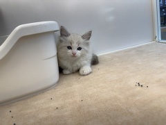 ���O�h�[��