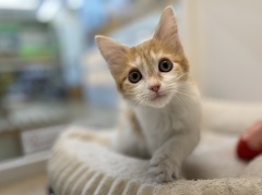 ���C���N�[��