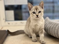 �V���K�v�[��