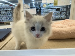 ���O�h�[��