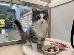 �m���E�F�W�����t�H���X�g�L���b�g