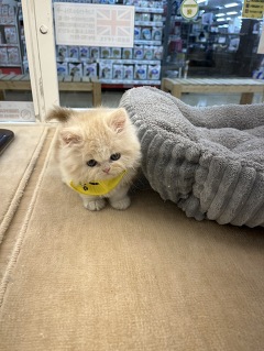 �X�R�e�B�b�V���X�g���[�g�����O�w�A�[