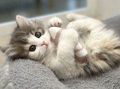 �}���`�J�������O�w�A�[