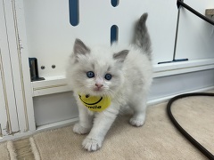 ���O�h�[��