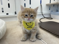 �T�C�x���A��