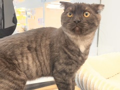 �X�R�e�B�b�V���t�H�[���h