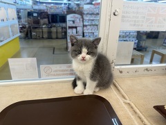 �u���e�B�b�V���V���[�g�w�A