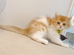 �~�k�G�b�g