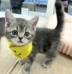 �A�����J���V���[�g�w�A