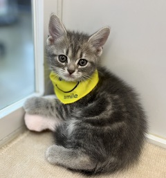 �A�����J���V���[�g�w�A