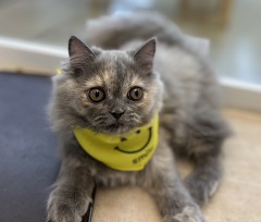 ���K�}�t�B��