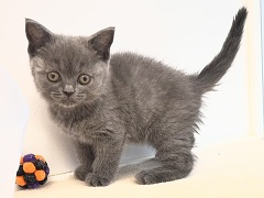 �u���e�B�b�V���V���[�g�w�A