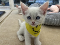 �f�{�����b�N�X