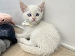 �f�{�����b�N�X