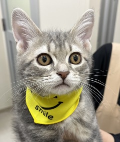 �A�����J���V���[�g�w�A