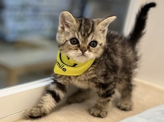 �Z���J�[�N���b�N�X�����O�w�A