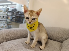 �V���K�v�[��