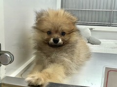 ポメラニアン