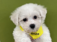 �r�V�����E�t���[�[