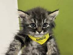 �Z���J�[�N���b�N�X�����O�w�A