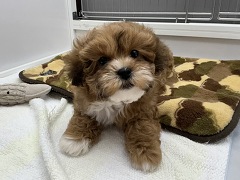 �~�b�N�X�g�C�v�[�h���~�V�[�Y�[