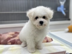 �r�V�����E�t���[�[