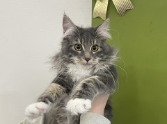 ���C���N�[��