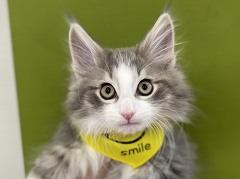 �m���E�F�W�����t�H���X�g�L���b�g