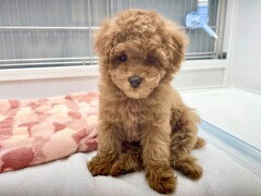 �g�C�v�[�h��