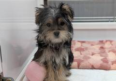 �~�b�N�X(�}���`�[�Y�~���[�N�V���[�e���A)