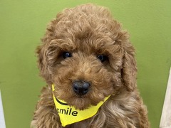 �g�C�v�[�h��