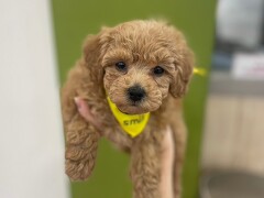 �g�C�v�[�h��