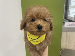 �g�C�v�[�h��