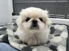 �y�L�j�[�Y