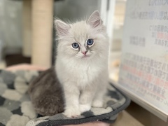 ���O�h�[��