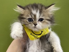 �y���V��