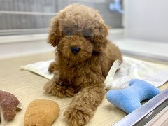 �g�C�v�[�h��